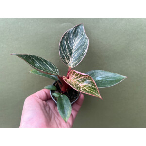 Philodendron Birkin Pink Babyplant