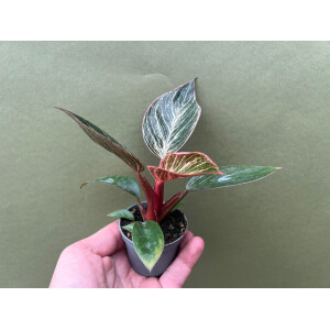 Philodendron Birkin Pink Babyplant