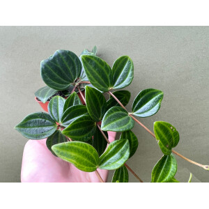 Peperomia quadrangularis
