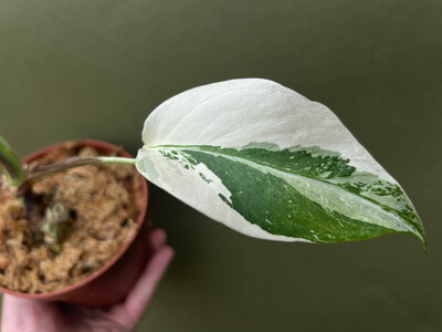 Monstera deliciosa variegata node