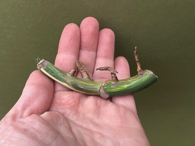 Monstera deliciosa variegata node