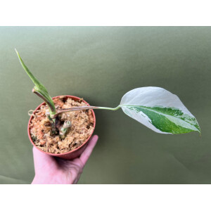 Monstera deliciosa variegata node