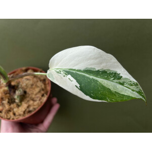 Monstera deliciosa variegata node