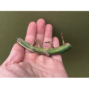 Monstera deliciosa variegata node