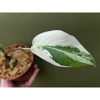 Monstera deliciosa variegata node