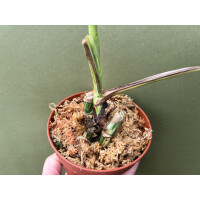 Monstera deliciosa variegata node