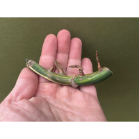 Monstera deliciosa variegata node