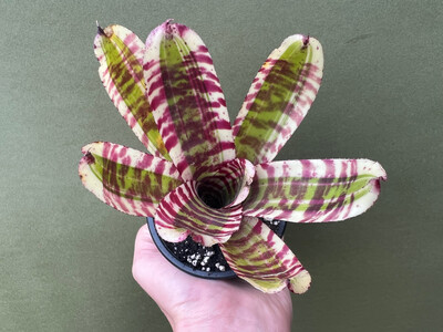 Neoregelia crazy rabbit