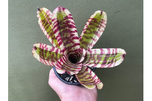 Neoregelia crazy rabbit