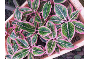 Aglaonema Lotus Delight Babyplant rare