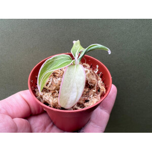 Aglaonema Lotus Delight Babyplant selten