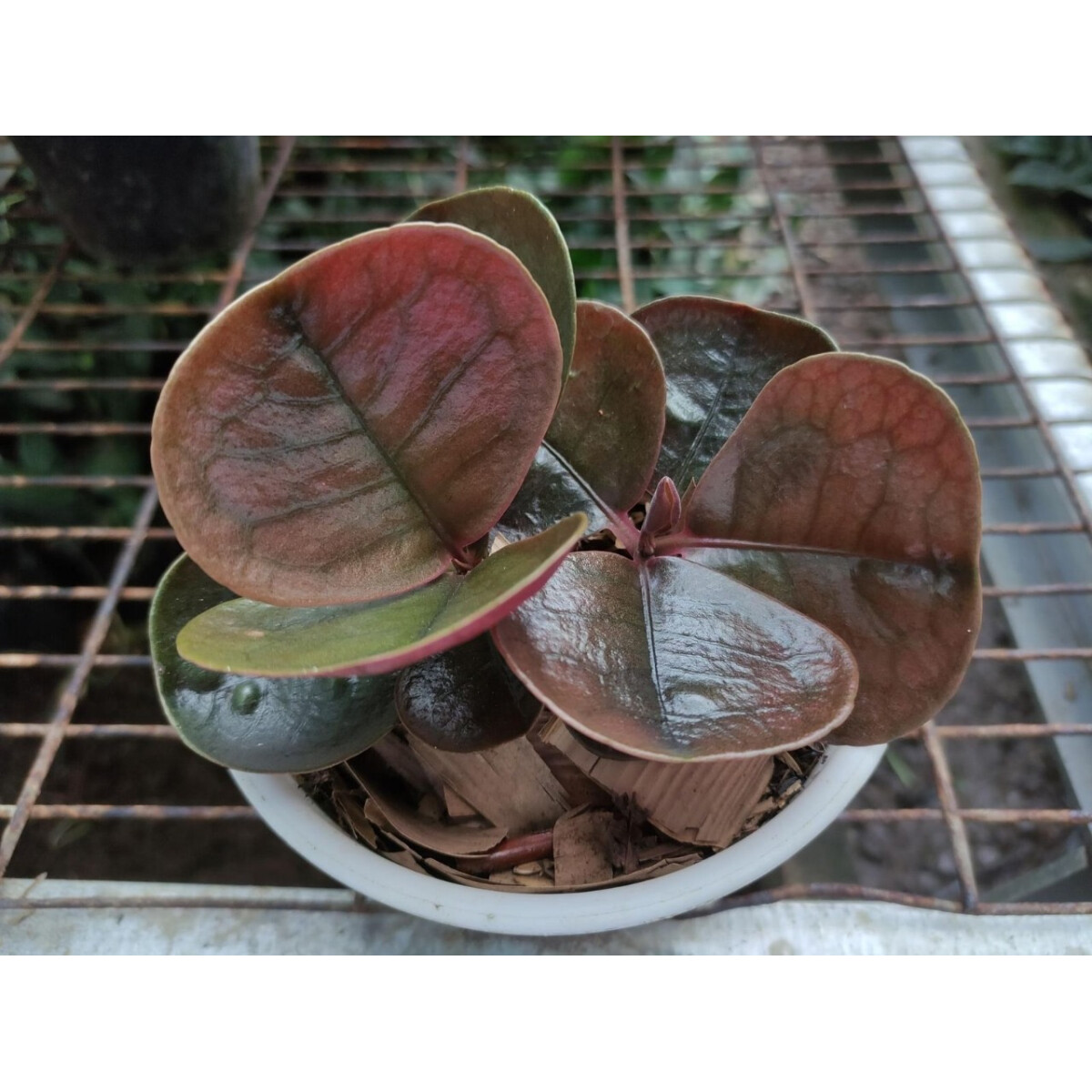Labisia spec. Bahorok Babyplant