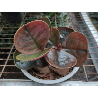 Labisia spec. Bahorok Babyplant
