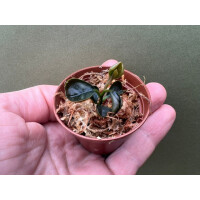 Labisia spec. Bahorok Babyplant