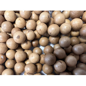 Licuala Mapu Mateinsis Samen selten