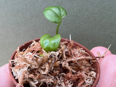 Anthurium King of Spades Babyplant