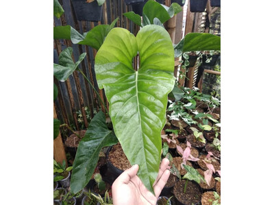 Anthurium watermaliense Babyplant