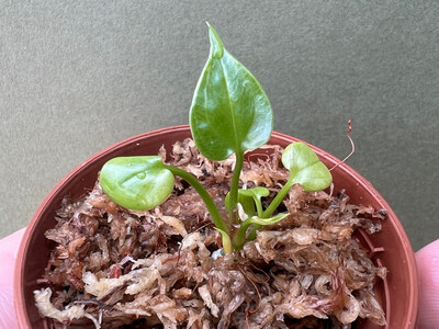 Anthurium watermaliense Babyplant
