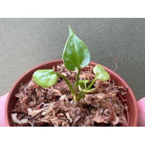 Anthurium watermaliense Babyplant