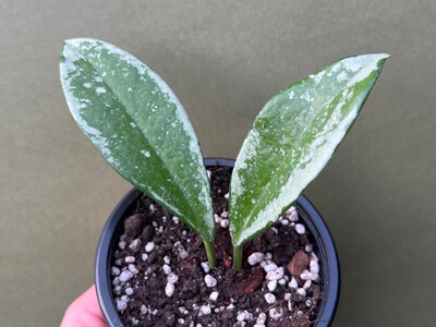 Hoya Silver Moon