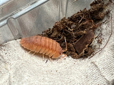 Armadillidium pallasii orange