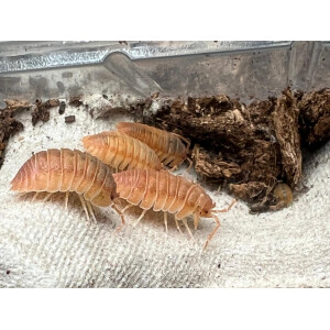 Armadillidium pallasii orange