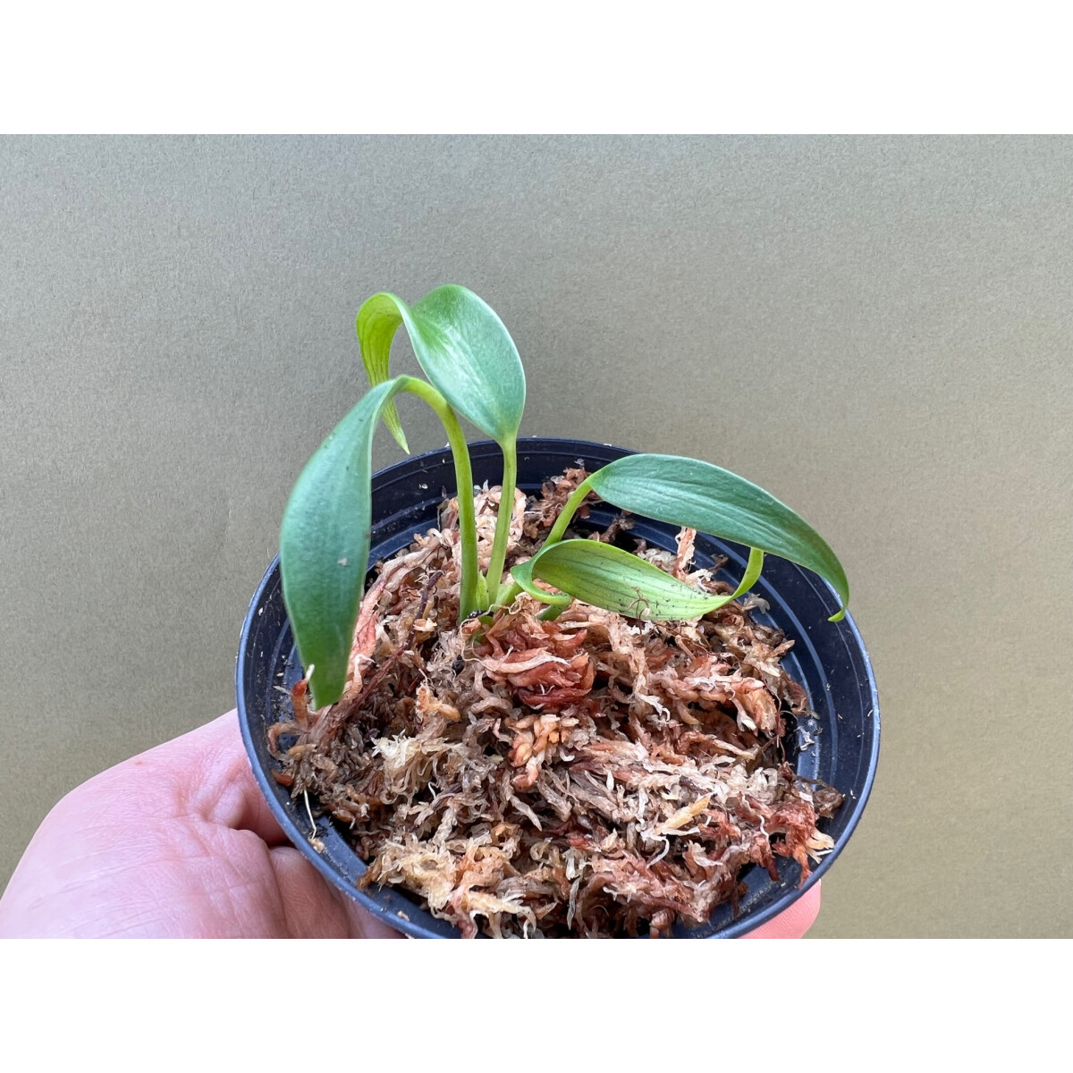 Monstera Burle Marx Flame S