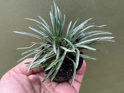 Ophiopogon japonicus variegata