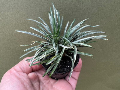 Ophiopogon japonicus variegata