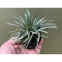 Ophiopogon japonicus variegata