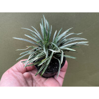 Ophiopogon japonicus variegata