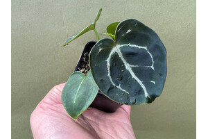 Anthurium forgetii Silver Dark Form