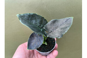 Alocasia Antoro Velvet Babyplant