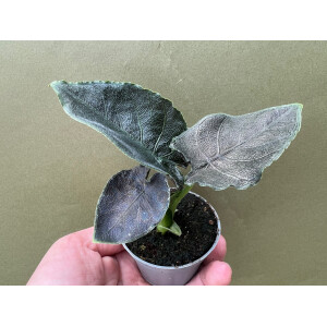 Alocasia Antoro Velvet Babyplant