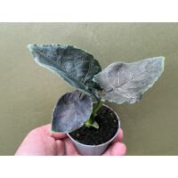 Alocasia Antoro Velvet Babyplant