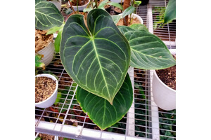 Anthurium Dorayaki x Dressleri Babyplant