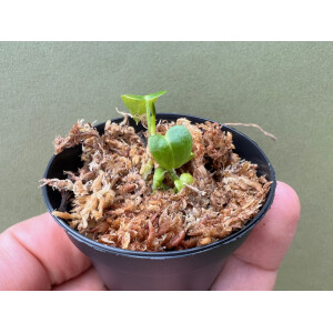 Anthurium Dorayaki x Dressleri Babyplant