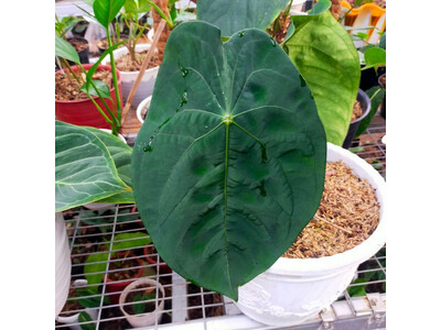 Anthurium forgetii x papillilaminum Babyplant