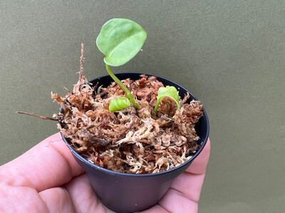 Anthurium forgetii x papillilaminum Babyplant