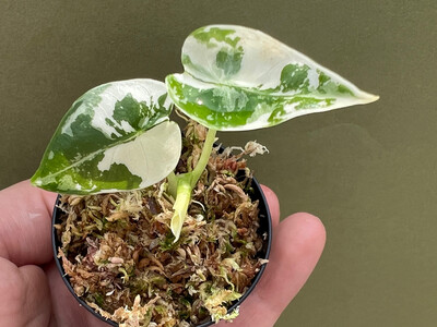 Alocasia Frydek Variegata Babyplant