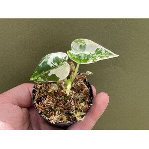 Alocasia Frydek Variegata Babyplant
