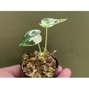 Alocasia Frydek Variegata Babyplant