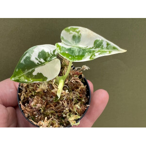 Alocasia Frydek Variegata Babyplant