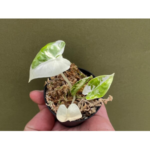 Alocasia Frydek Variegata Babyplant