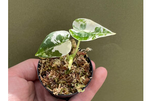 Alocasia Frydek Variegata Babyplant