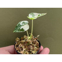 Alocasia Frydek Variegata Babyplant