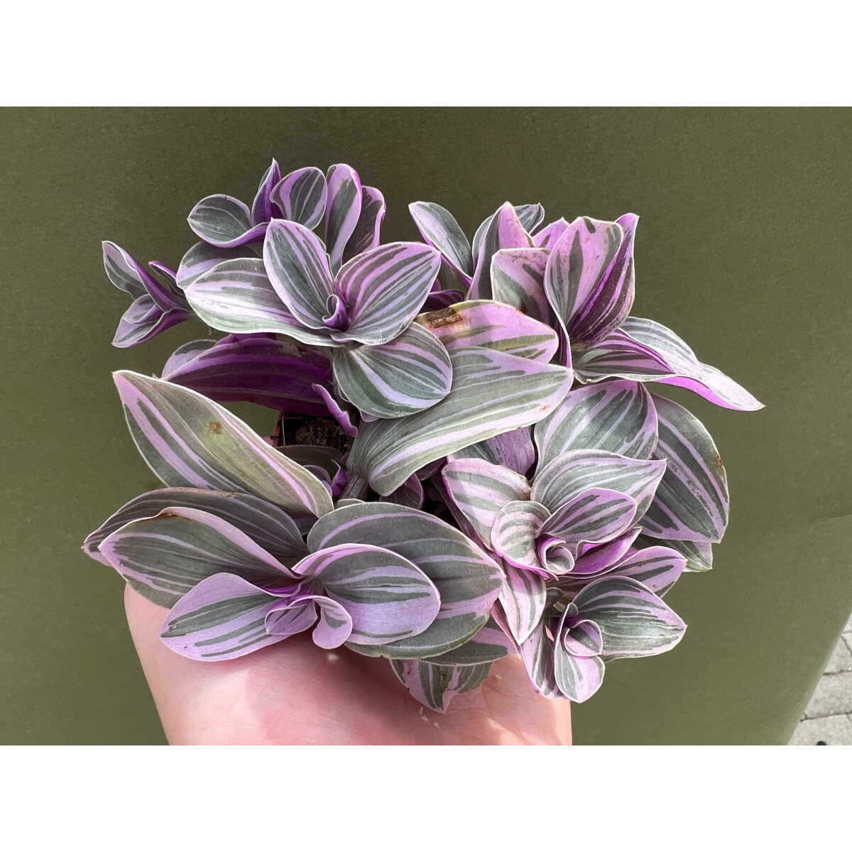 Tradescantia pink paradise