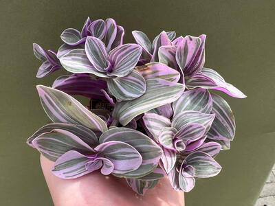 Tradescantia pink paradise