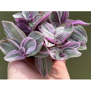 Tradescantia pink paradise