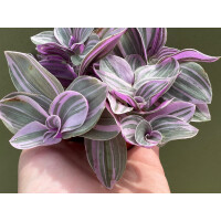 Tradescantia pink paradise
